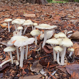 Mushroom growing in the backyard garden