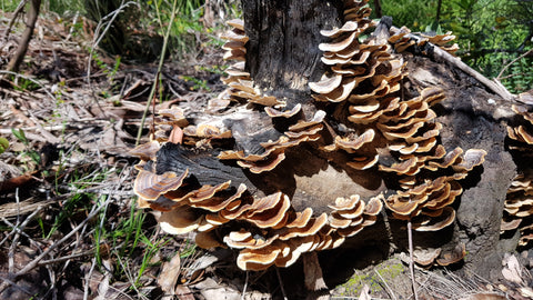 bracket fungi growing on a tree trunk