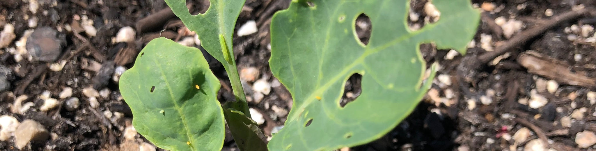 pest eating holes in plant leaves