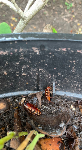 Pictured above The Australian wood eating cockroach