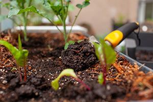 Using worm castings during flowering