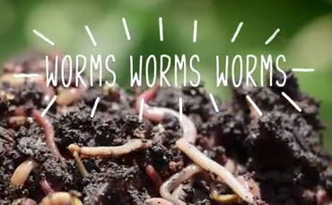 live compost worms for worm composting
