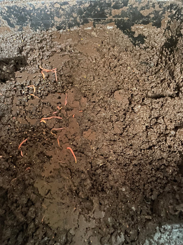 Harvesting worm castings