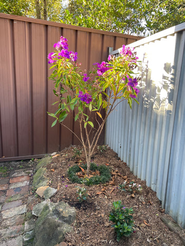 a small purple flowered plant in a garden