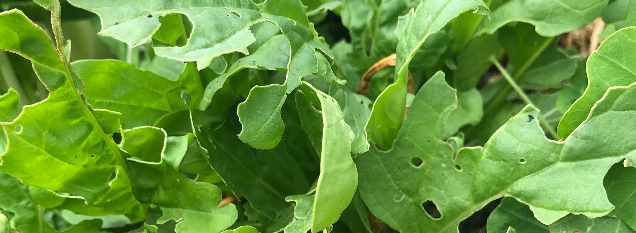 Cabbage Butterflies in your Vegetable Patch