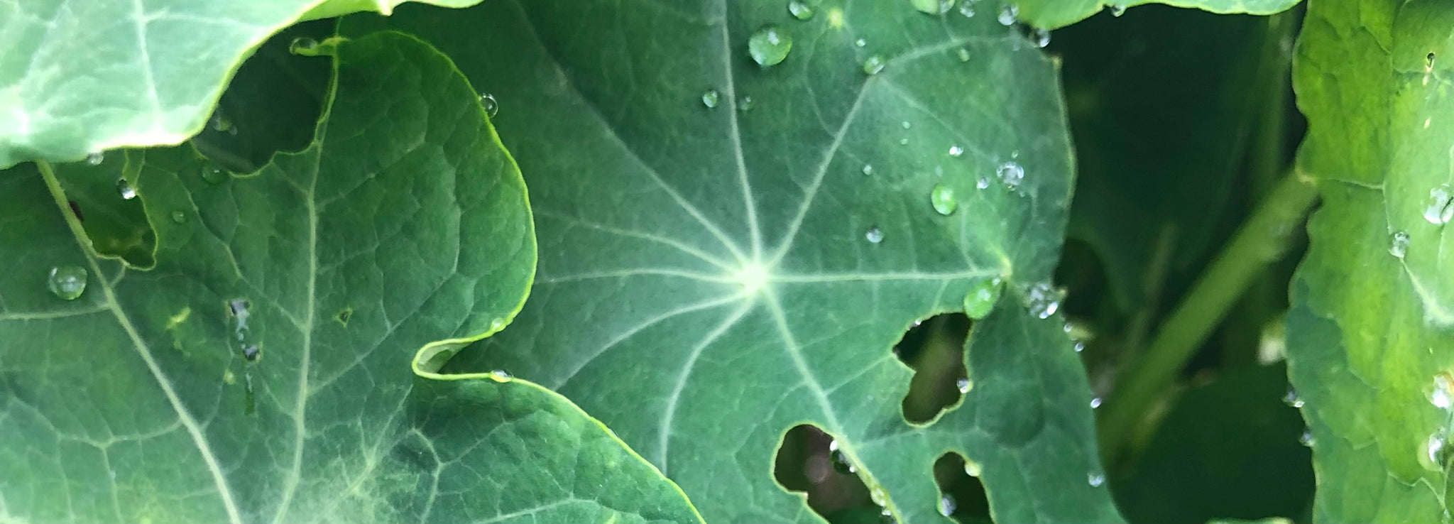 a close up of a leaf with holes