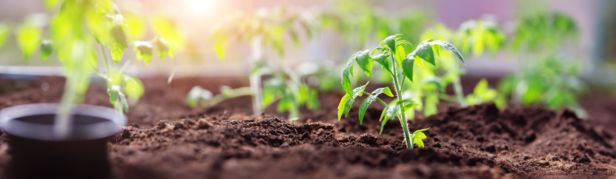 Self Watering Gardens