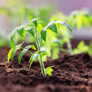 Baby plants growth in soil