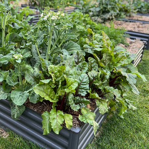 Green leafy vegetable growing in the backyard garden